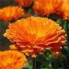 Calendula Officinalis Extract  